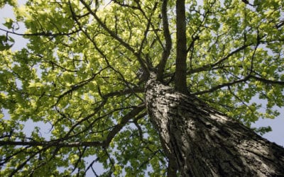 What are the top problems seen with trees?
