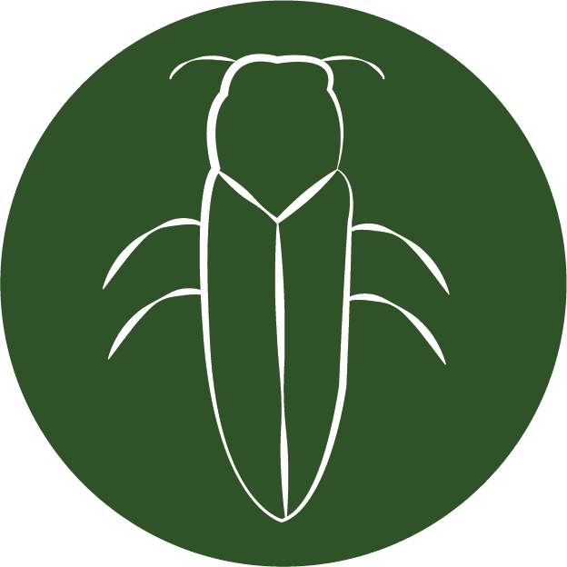 Tree Insect Treatment Icon