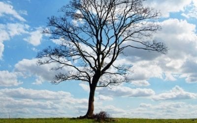3-STEP CHECK: HOW TO TELL IF MY TREE IS DORMANT OR DEAD