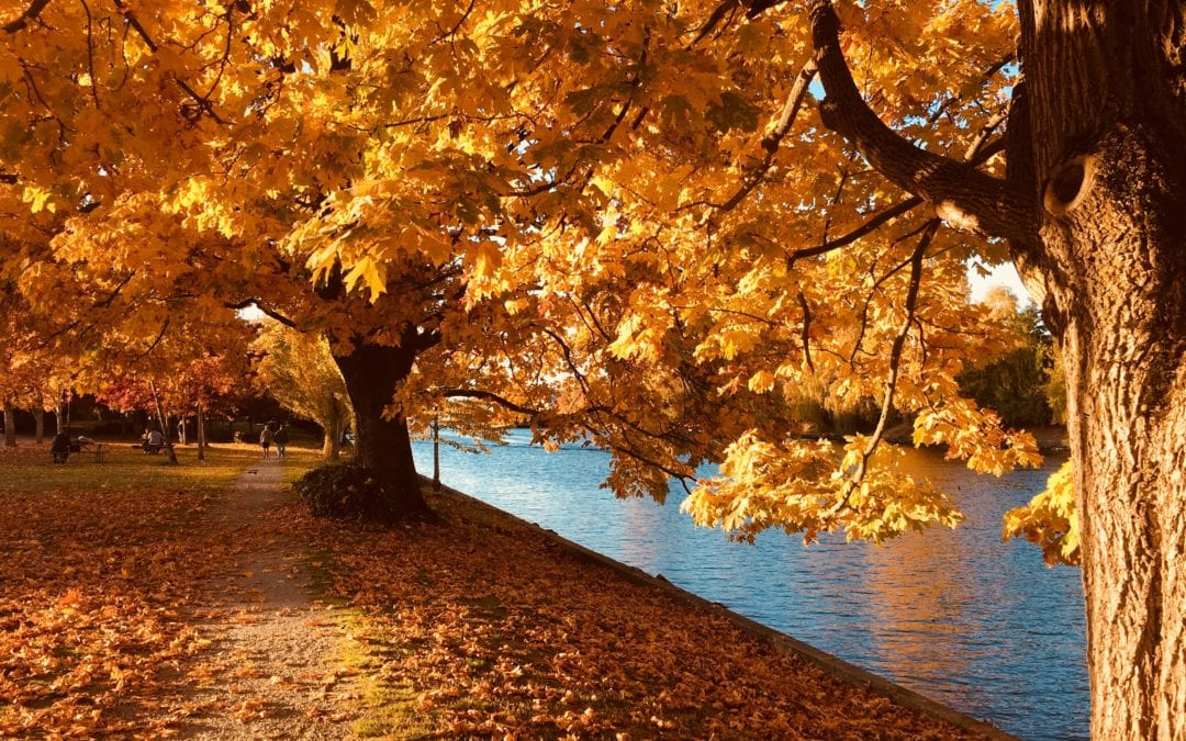 Fall Tree Checklist