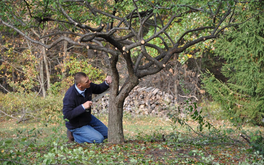When is the best time to prune your trees?