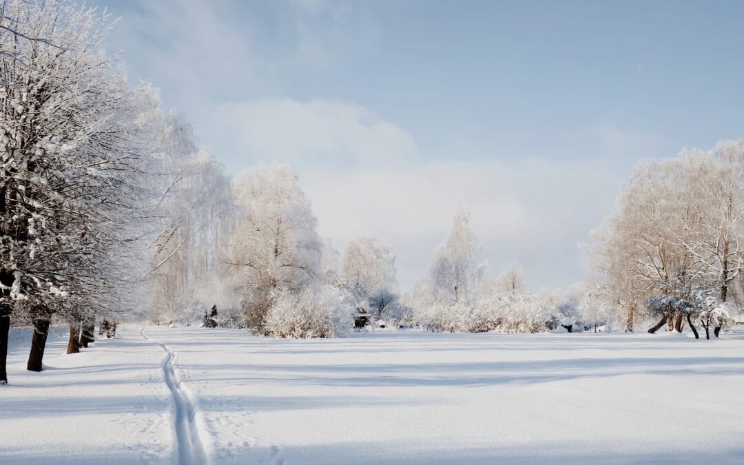 Winter Tree Checklist