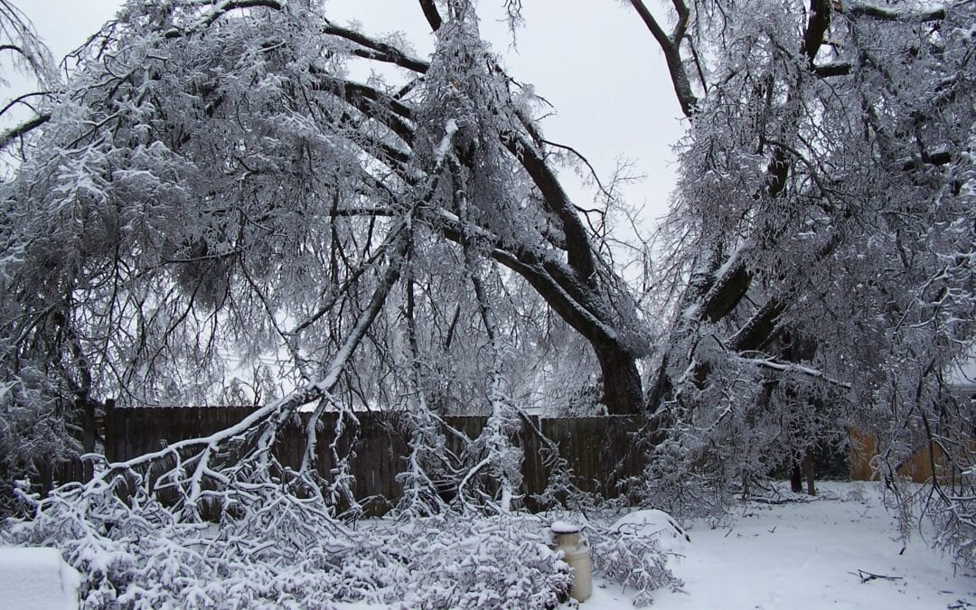 Caring for Winter Storm-Damaged Trees