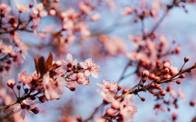 Spring Tree Checklist
