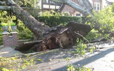 Tree that has fallen over towards a house