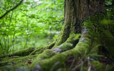 Lush green forest with closeup of a tree's roots covered in moss