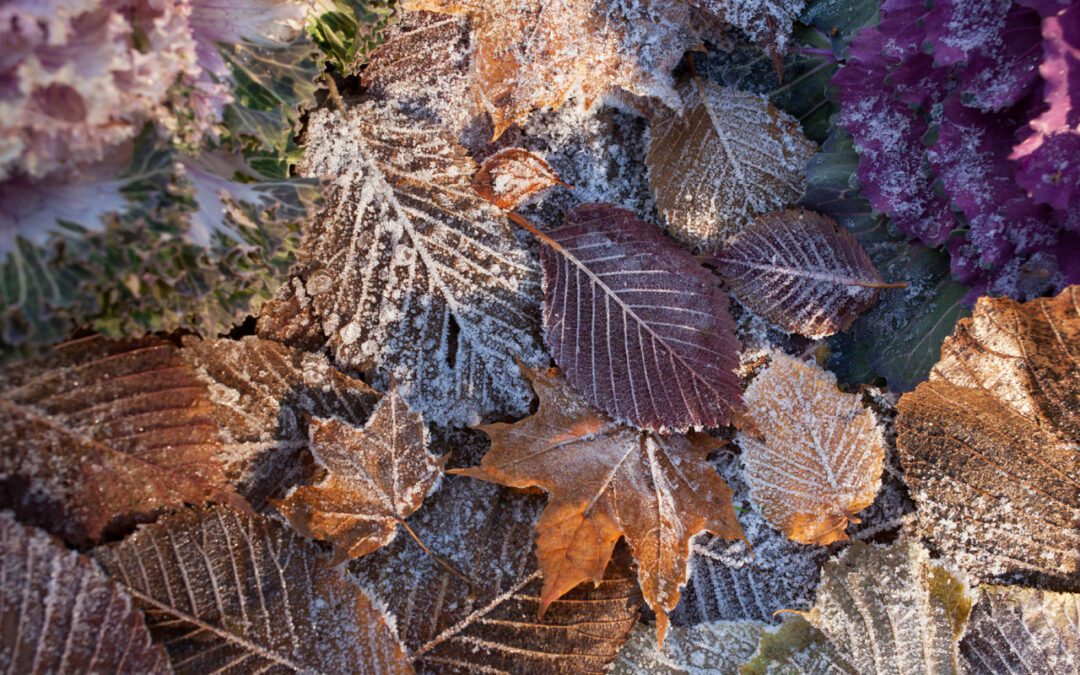 Preparing Your Trees for Winter