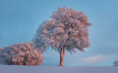 How do trees survive winter?