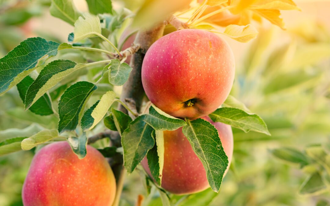 Preparing Fruit Trees for Spring