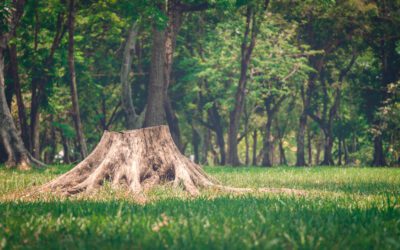 Six Reasons to Remove Tree Stumps