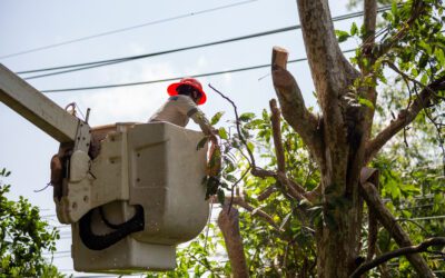 The Dangers of DIY: Tree Maintenance Near Power Lines