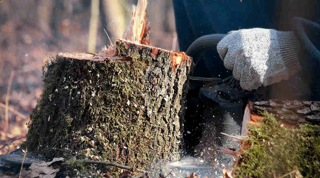 Can a Tree Regrow After Stump Grinding?