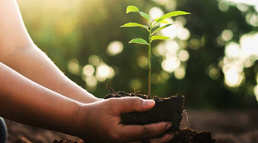 Can You Plant Trees in the Summer Without Damaging Them?