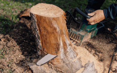 DIY Stump removal vs Hiring a Pro - Missouri, Jefferson