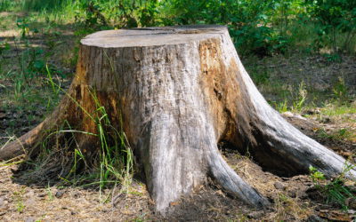 Tree Stump Decay: How Long Does It Take for a Stump to Rot?