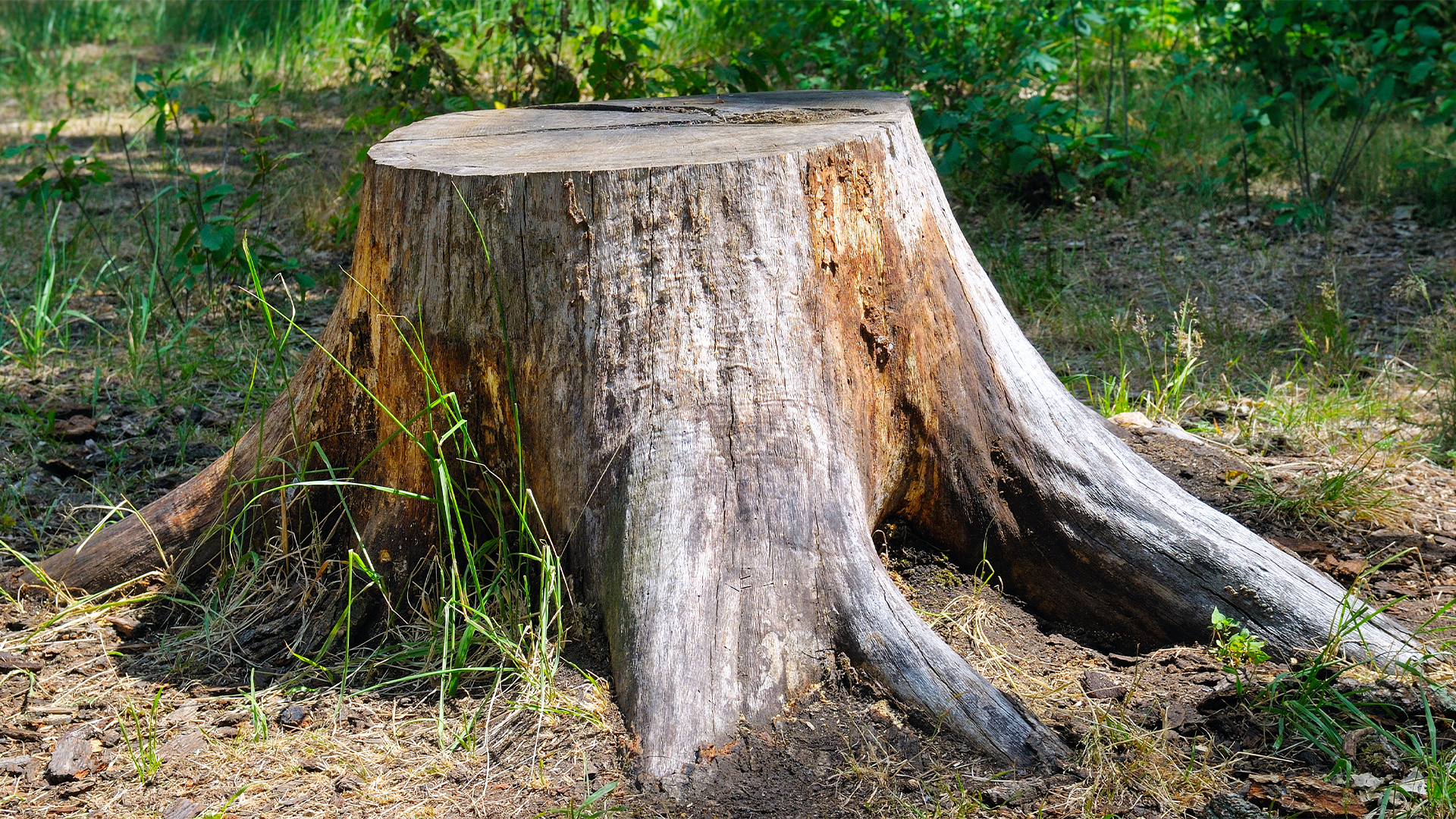 Hentges_TreeStumpDecayHowLongDoesItTake Tree Stump Decay: How Long Does It Take for a Stump to Rot?