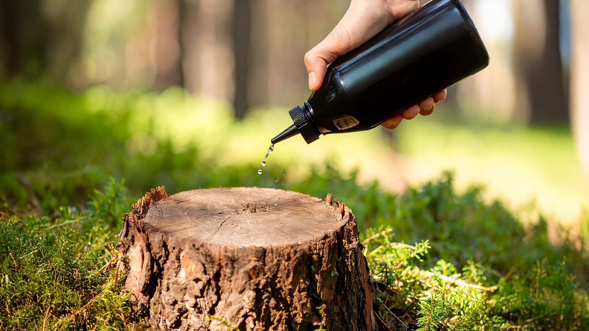 applying stump removal chemical