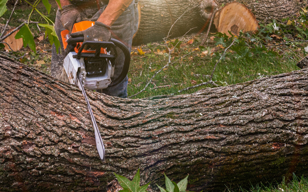 Emergency Tree Removal in Missouri: What to Do After a Storm
