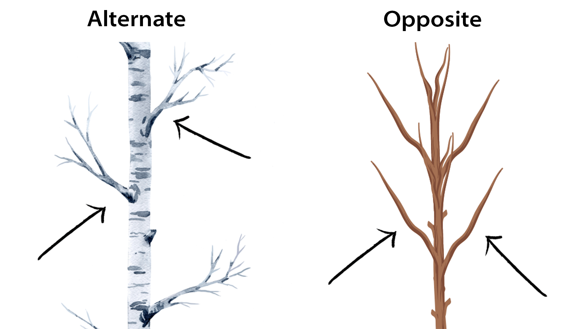 ash tree comparisson