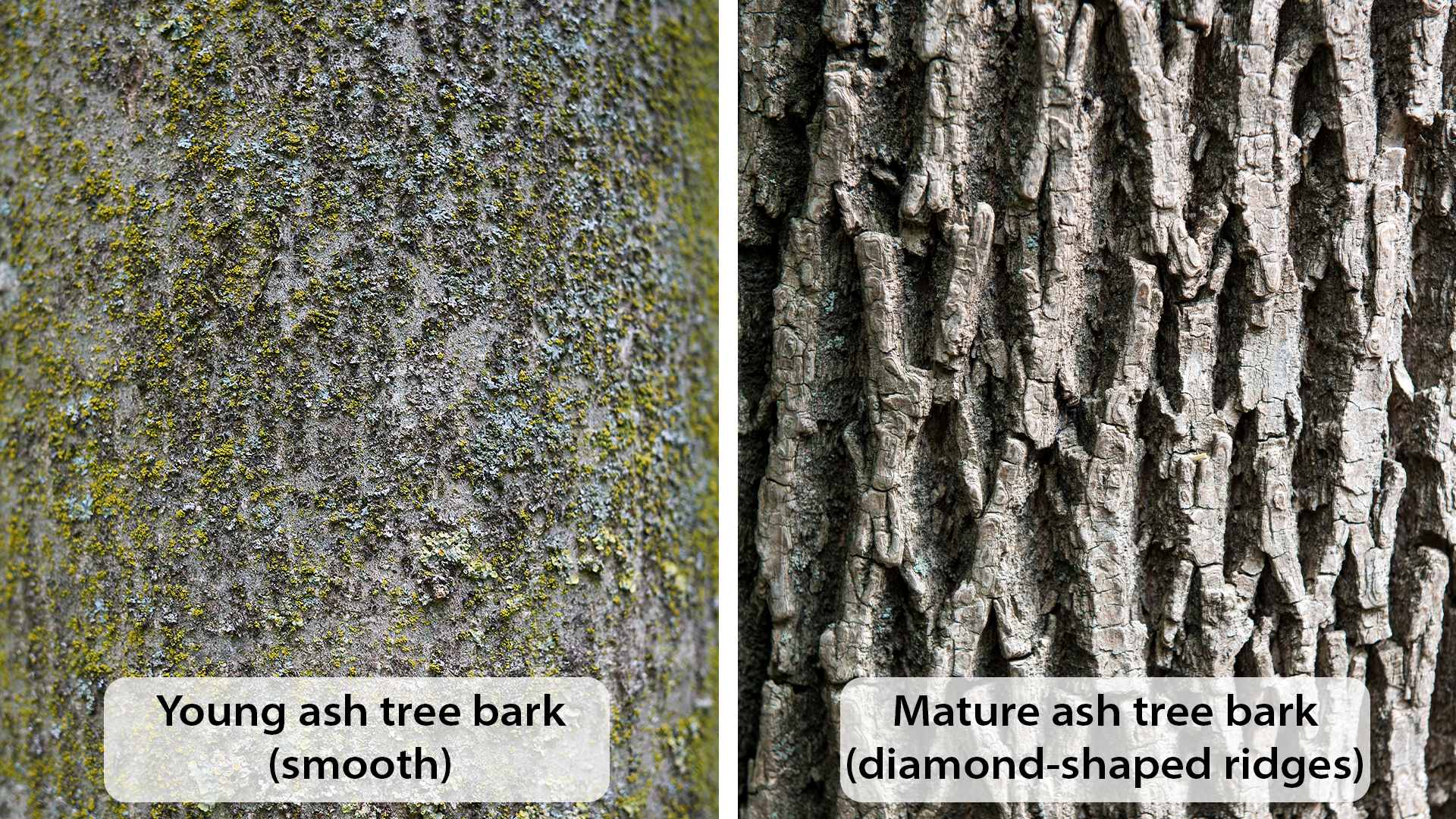 ash tree comparisson