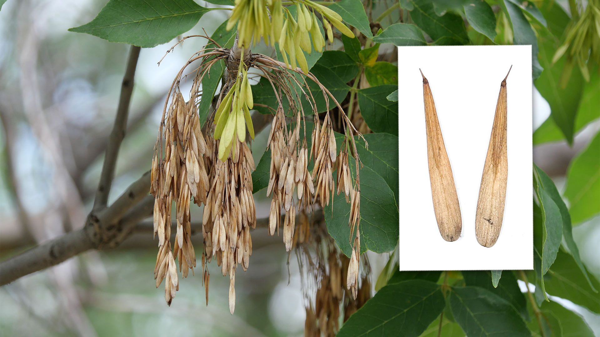 Hentges AshTreeSeeds