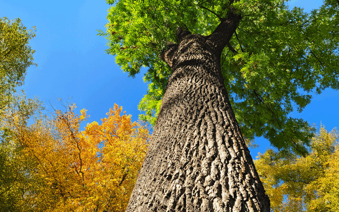 Ash Tree Identification: Is Your Tree an Ash?