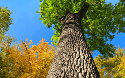 ash tree identification