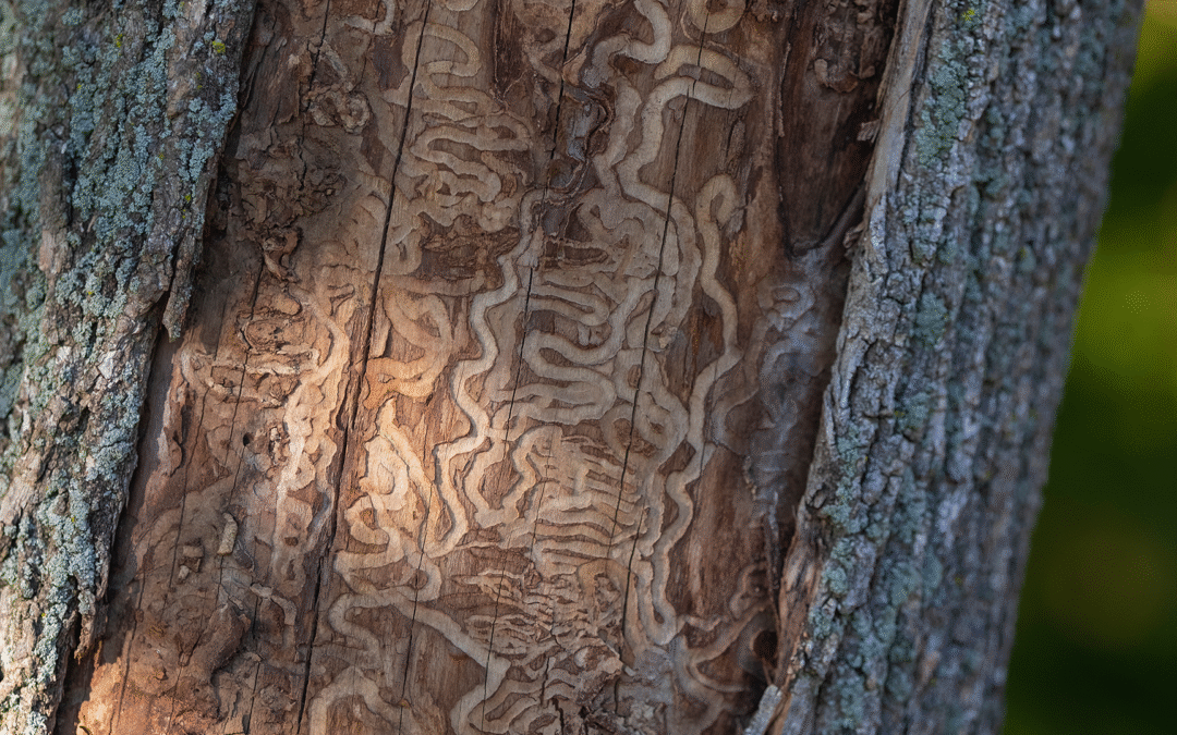 Emerald Ash Borer Treatment: Options & When It Works