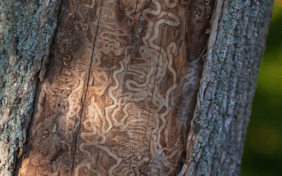 Emerald Ash Borer Treatment: Options & When It Works