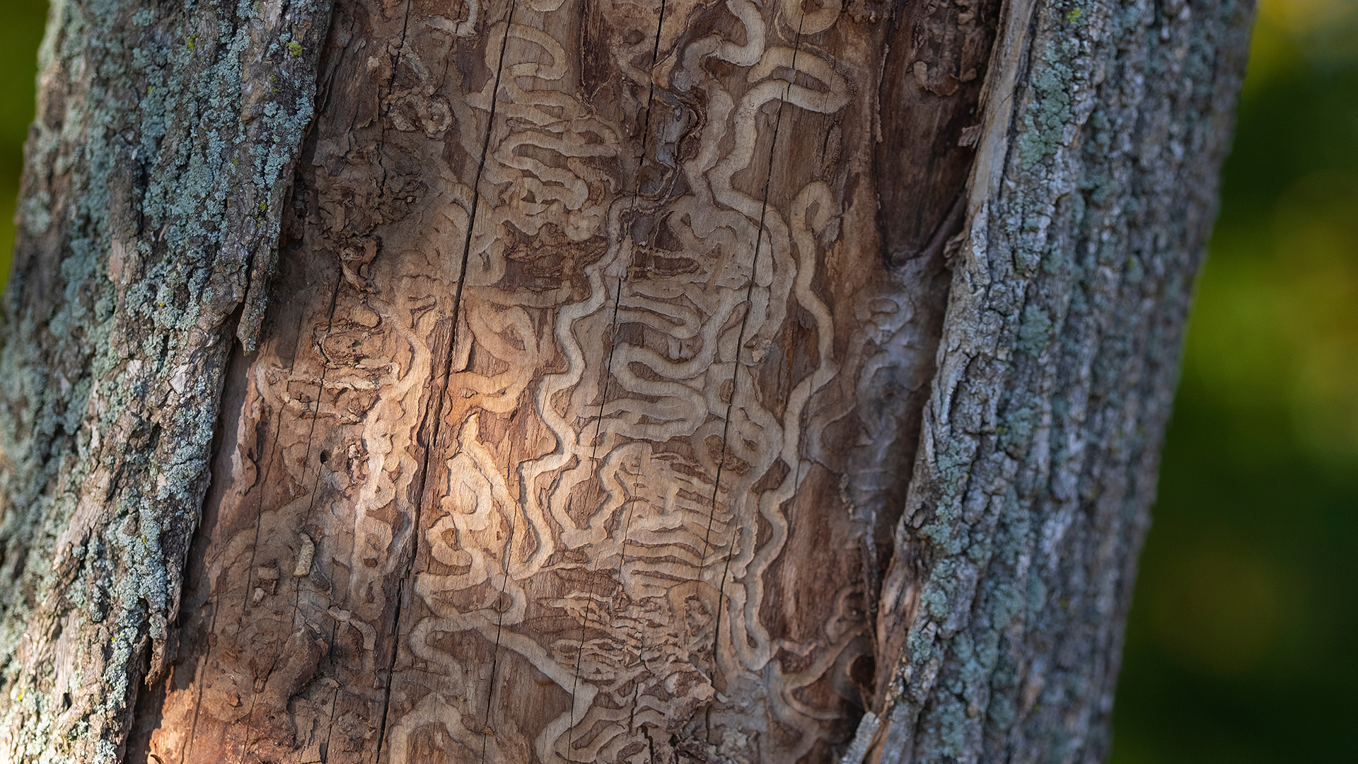 Emerald Ash borer treatment being implemented