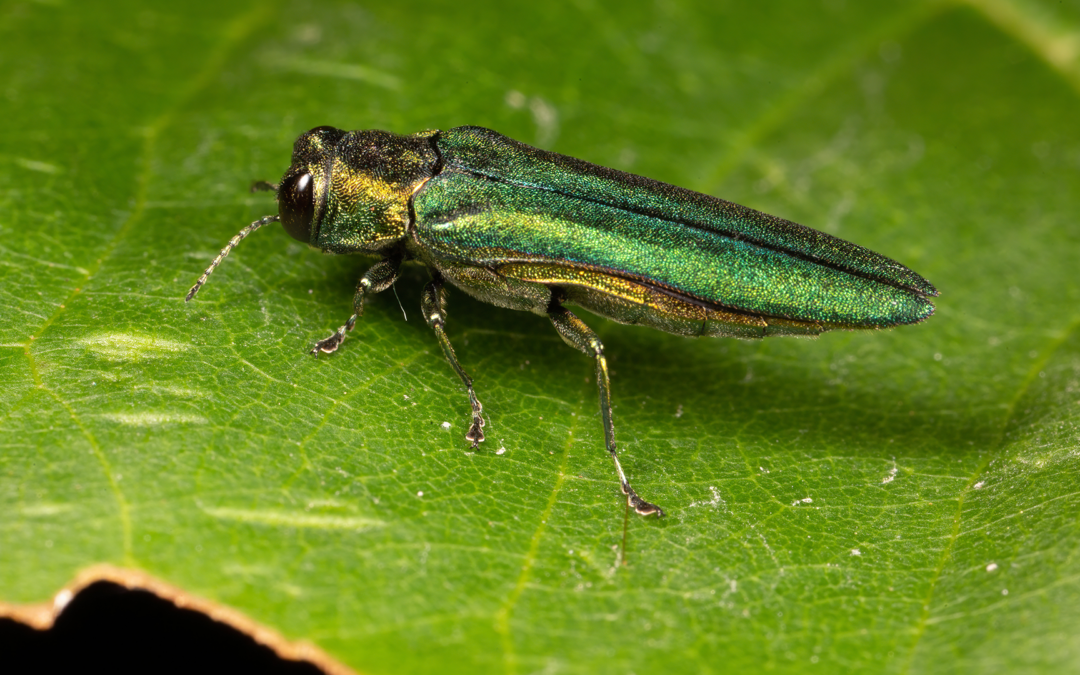 Emerald Ash Borer Signs: Is Your Ash Tree Infested?