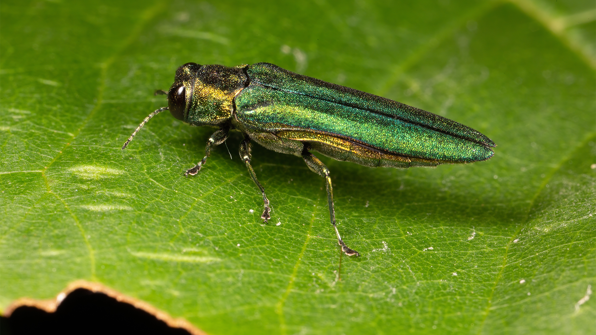 identifying emerald ash borer signs in trees