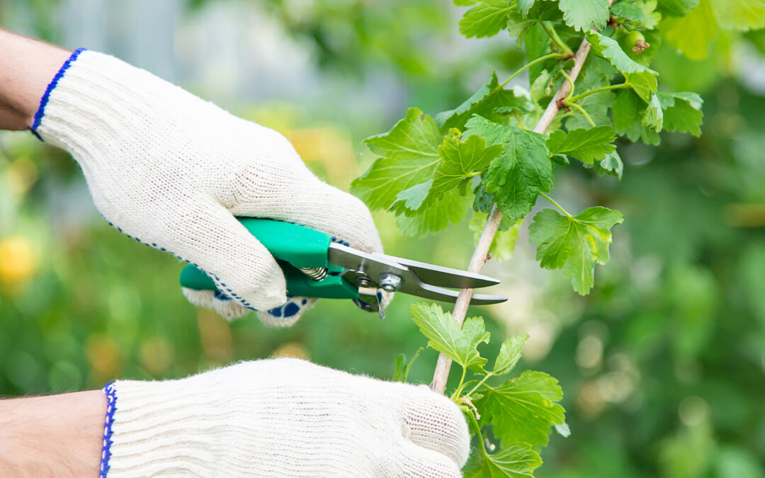 The Importance of Regular Tree Pruning Services