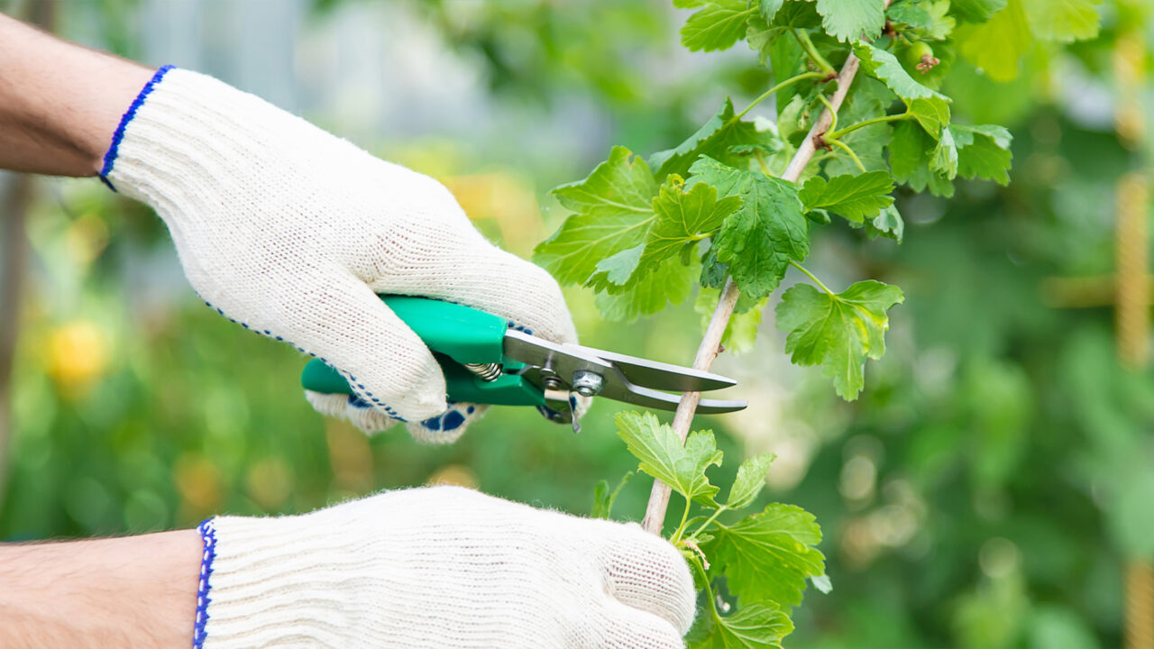 The Importance of Regular Tree Pruning Services - Hentges Tree Service