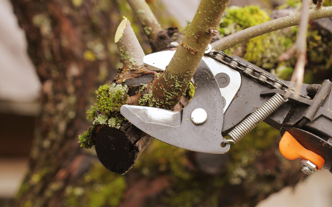 How to Prune Trees for Healthy Growth and Longevity