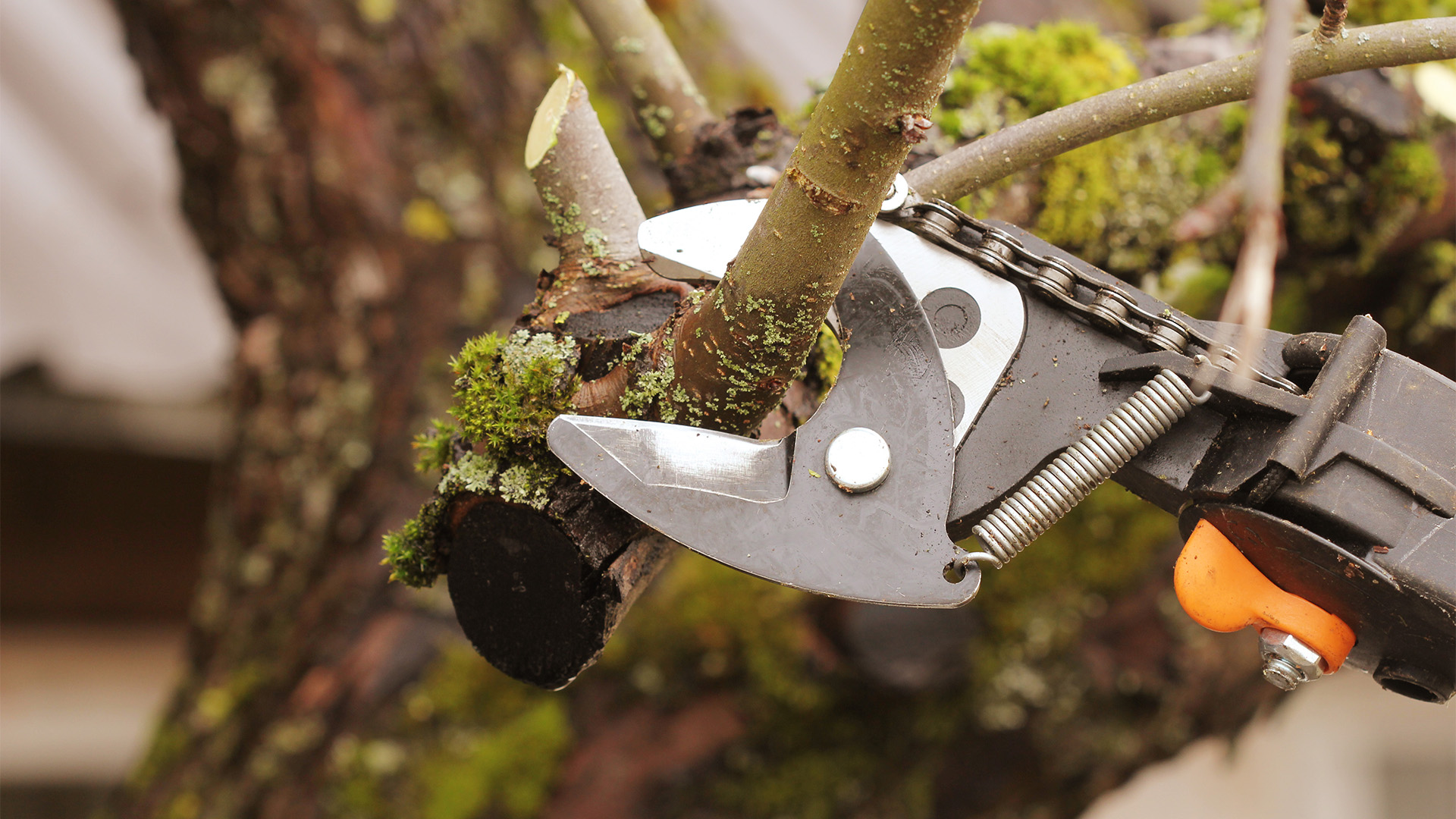 guiding in how to prune trees for healthy growth and longevity
