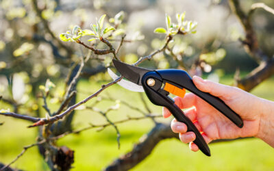 When Is the Best Time to Prune Trees? – A Seasonal Guide