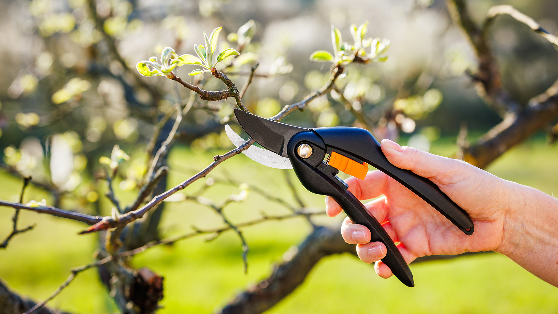 when to pruning trees