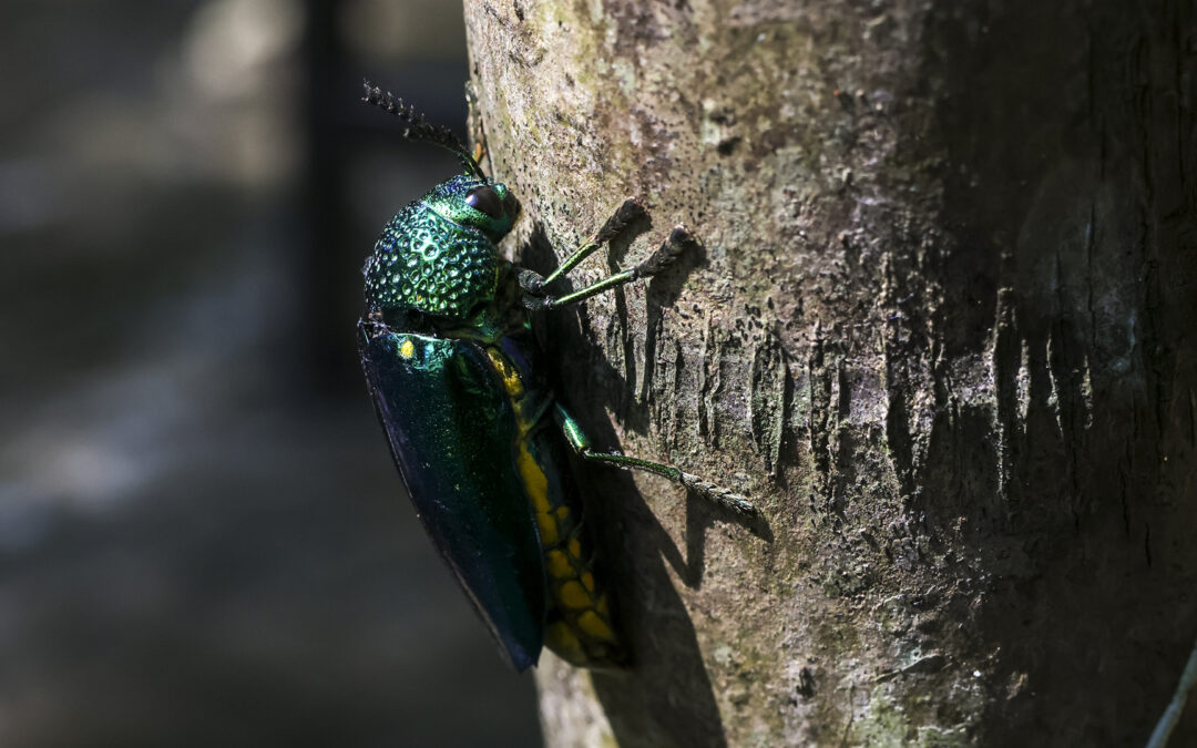 How to Prevent Emerald Ash Borer: Act Before It’s Too Late