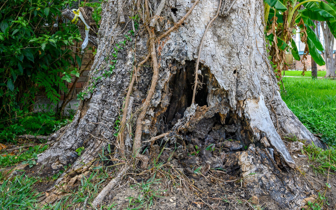 How to Tell if a Tree Is Dying: Signs to Watch For
