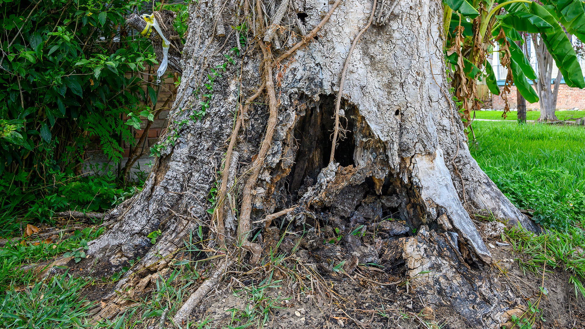 knowing if a tree is dying