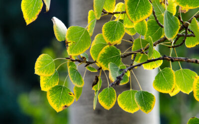 Why Do Leaves on a Tree Turn Yellow? 7 Common Causes