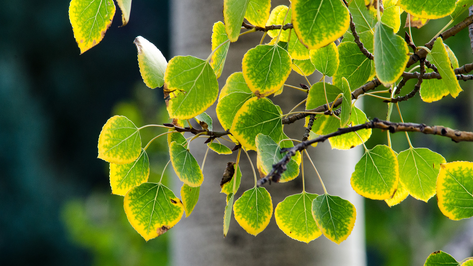 Leaves on a Tree Turn Yellow
