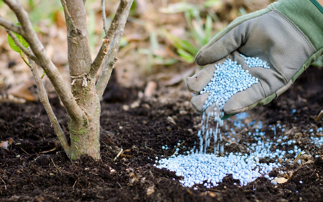 When to Fertilize Trees in Missouri for Healthier Growth