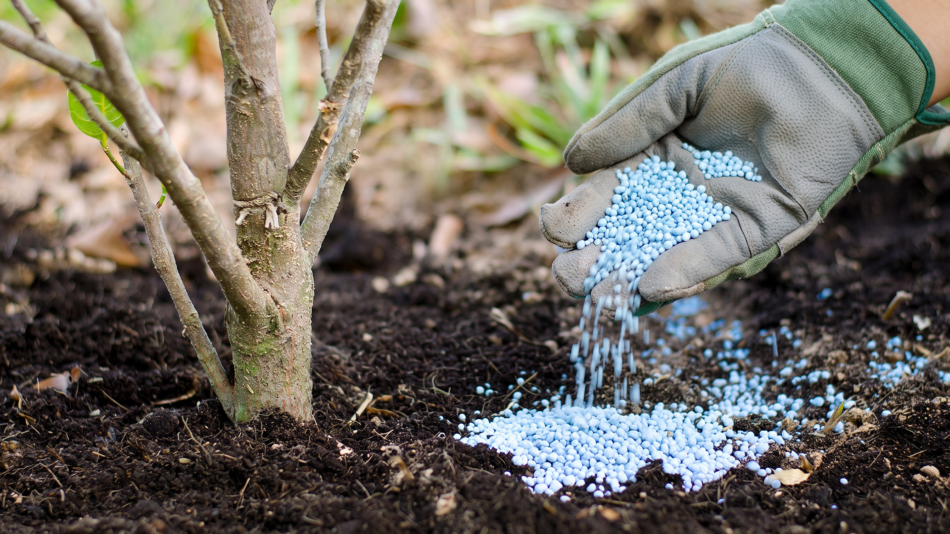 Best time to Fertilize Trees